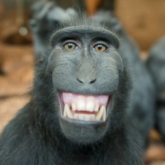 جديد مهرجان حبست قرد 2018 توزيع زيكو المفتري مصطفي عنبة