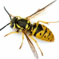 fucking wasps