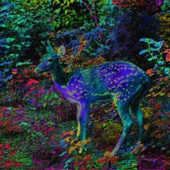 My psychedelic Forest