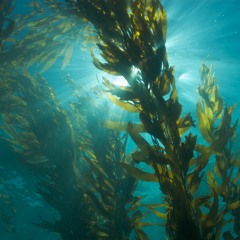 kelp forest