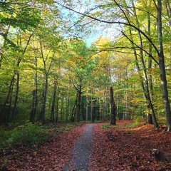 Walk In The Forest