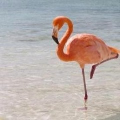 Trilla - Flamingo