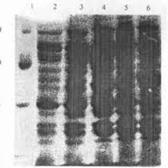 teeone - 1994 - Lightworx