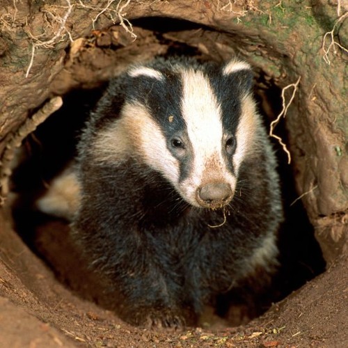 Stream Playaduster / Kaya Rainface | Listen to Bass Badger Approved ...