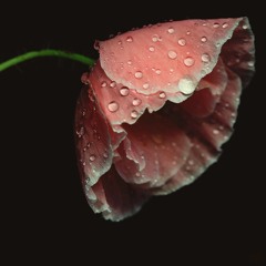 Roundel (for brass ensemble, 2018)