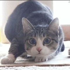 인형의꿈