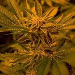 toa$ti tapes vol 00.51