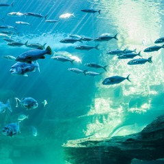 #TCAOS (The Closed And Open Systems) --- SynTalk