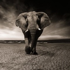 Enyimba (elephant)