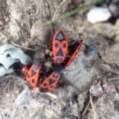 The star collector - People