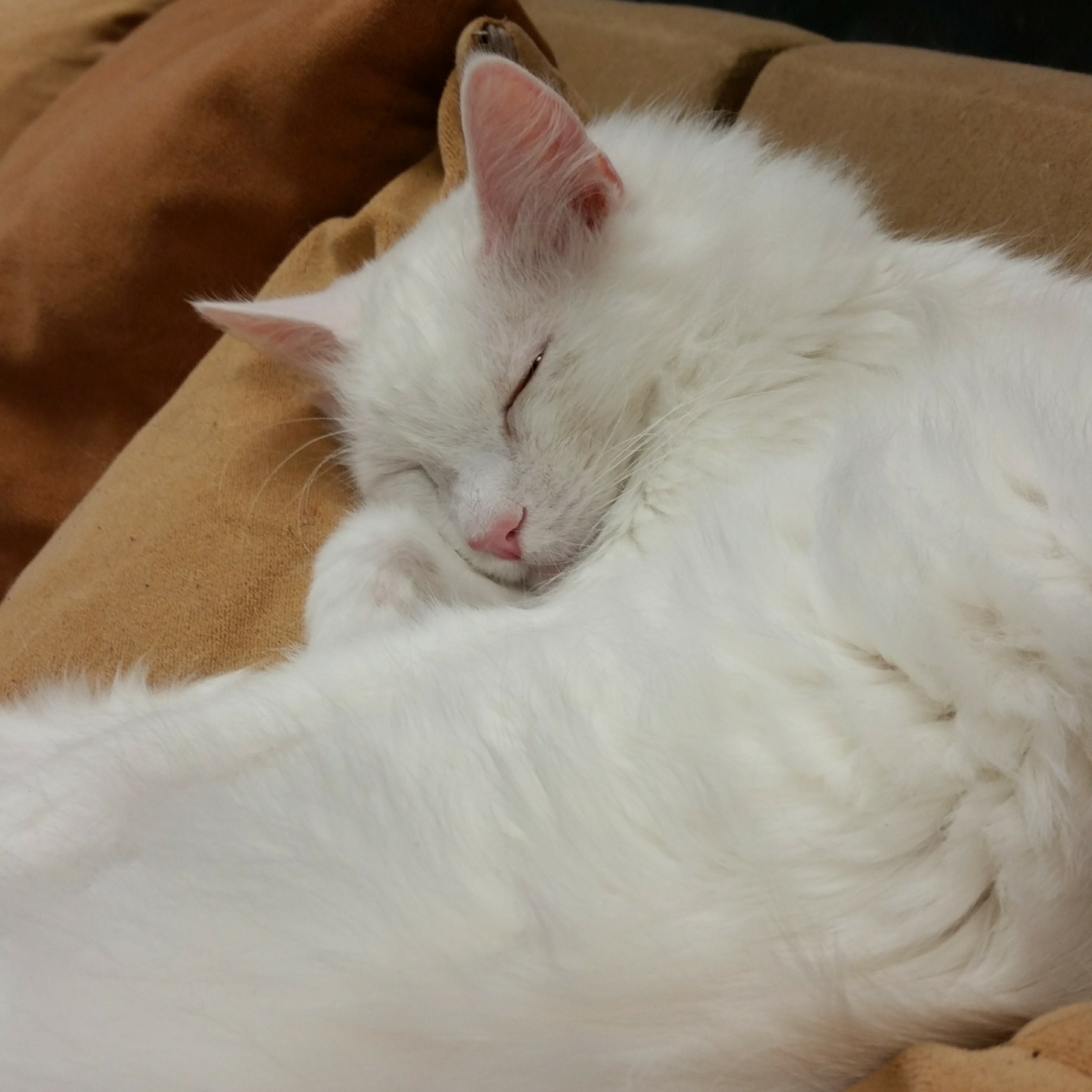Sleepy Time Thoughts S1 Ep2