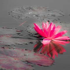 Surrender - Vishnu Swami