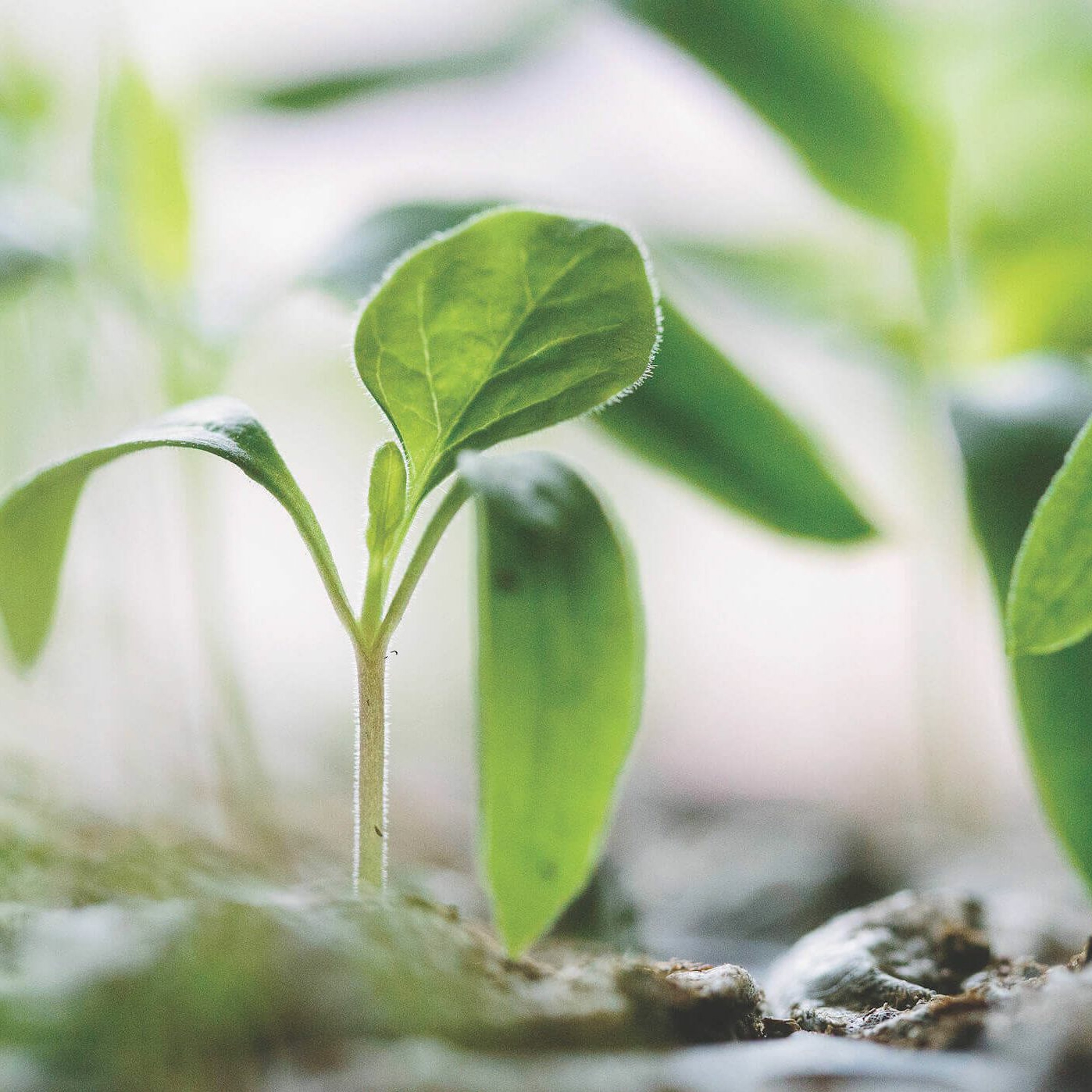 Growing In Jesus Is A LifeLong Project - Col 1.21 - 2.5 - 4-22-2018 Service episode artwork