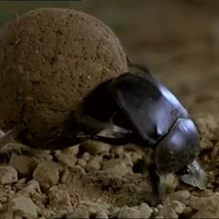 The Dung Beetle Scuttle