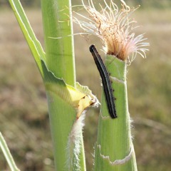 Invasive Fall Armyworm pest threatens food production across Cabo Verde