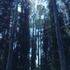 Assassination Of Loneliness