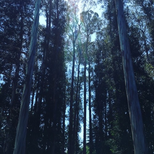 Assassination Of Loneliness