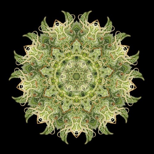 KRON - OG