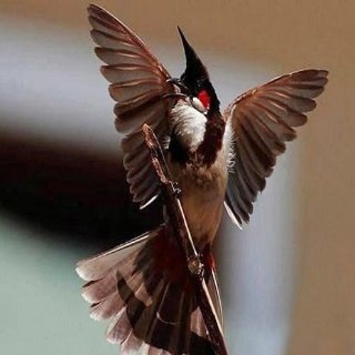 Tiếng chào mào chẻ