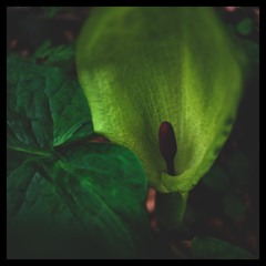 opn_pln.mt-distopian-sat