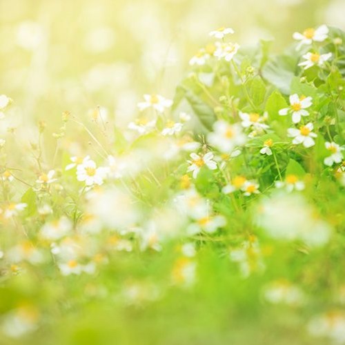 Gentle_Theme(Royalty Free Music)