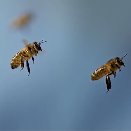 Paul Orbit - The Waggle Dance