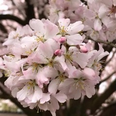 Keruna - Cherry Blossom, Sakura