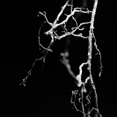 Metamorphosis