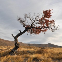 La tournée mondiale