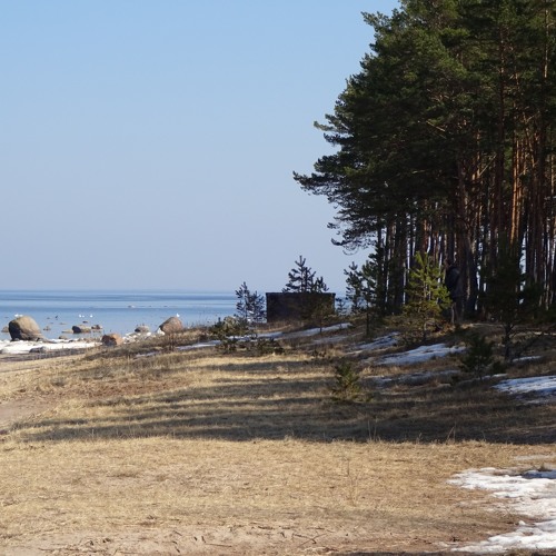 Silence (Estonian Forest)