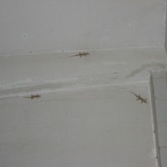 Rot ist die blaue Luft