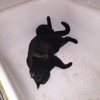 Bathing Tapes Vol One Mp3