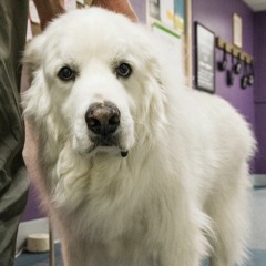 Cú the Therapy Dog and Dr. Michael Zebrowski - Episode 24