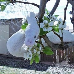 s c a r z prod sketchmyname