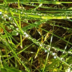 meditation - James G. Barrett & Per Hellgren