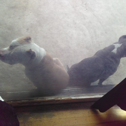 WUTWEREPRESENT AMG  CHUNKS X STEADY