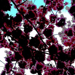 Meditate to the Sounds of Nature