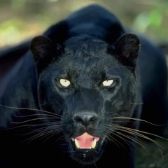 El-P ~ Time Wont Tell