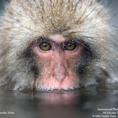 Teoman-Doktor (EmrahŞen-Trapmix)