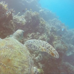 Zedd Clarity(SΛLSΛ Remix)