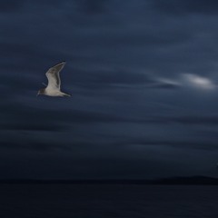 Song For A Harbor