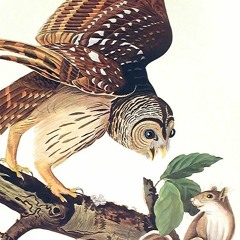 The Owl by Edward Thomas