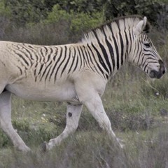Quagga