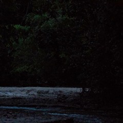 Mystery Night Sound - Ulu Muda, Malaysia