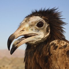 The World Has Turned And Left Me Here (Weezer cover)