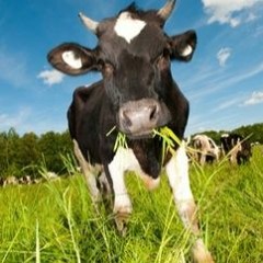 Våra mest älskade sånger vol. 1 - Och äter gräs / Our most loved songs vol. 1 - Eating grass