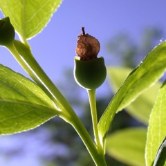 THE CIRCLE IN THE SQUARE, no. 7, “On Dialogue,” w/ Simone de HAAN, trombone