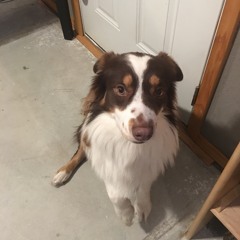 Simpler Complex - Scout arf barker my best dog pal