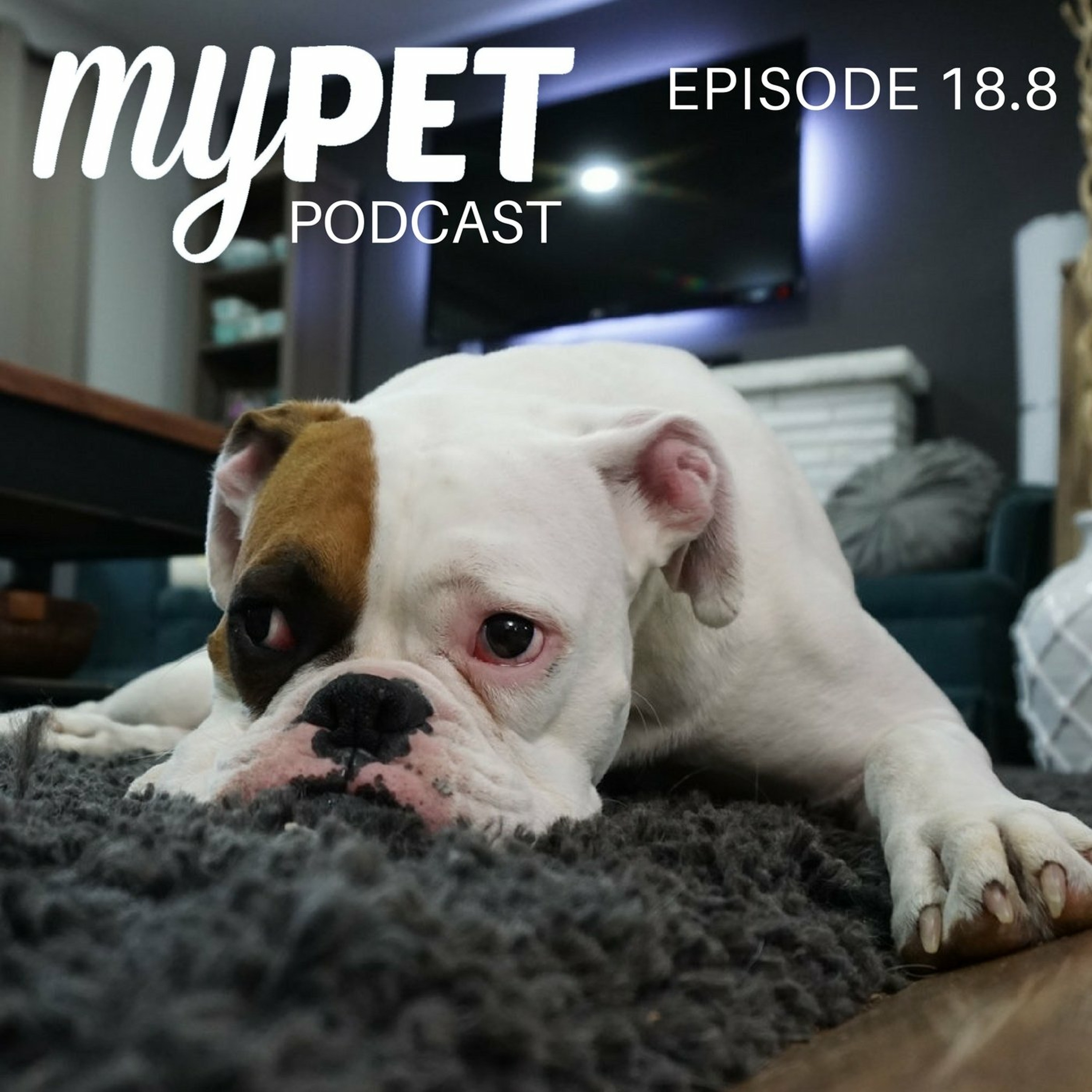 Is your pet looking stiff, sore or old? episode artwork