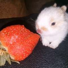 party favor (messy billie eilish cover)